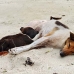 pup_mom_nusalavu_h_0705_0024.jpg